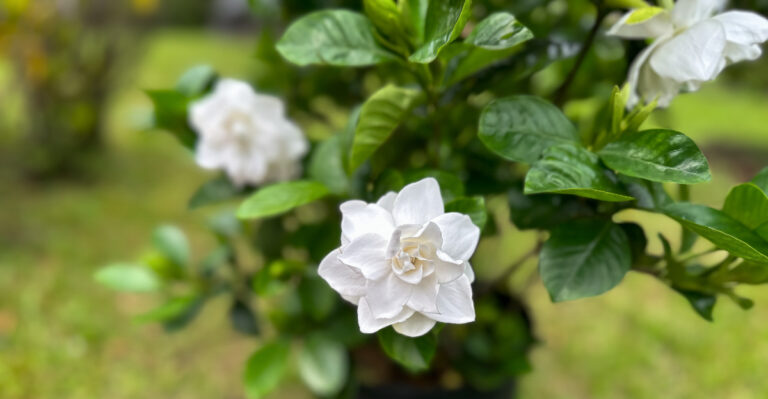 The 10 Plants California Gardeners Should Stop Fertilizing Before Summer