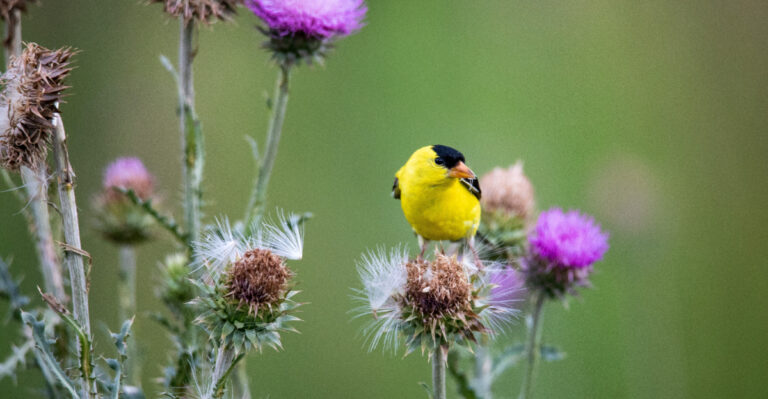 goldfinches on thistle