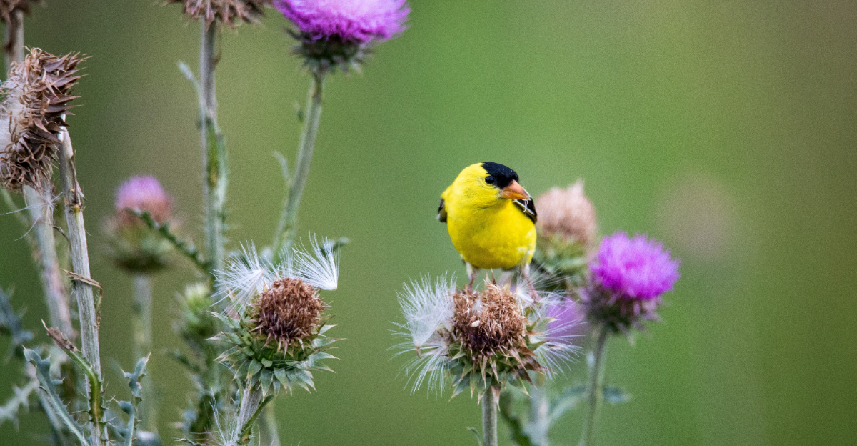 goldfinches on thistle