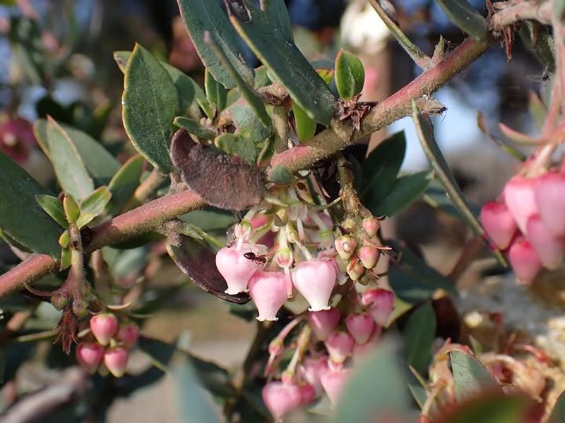 Manzanita