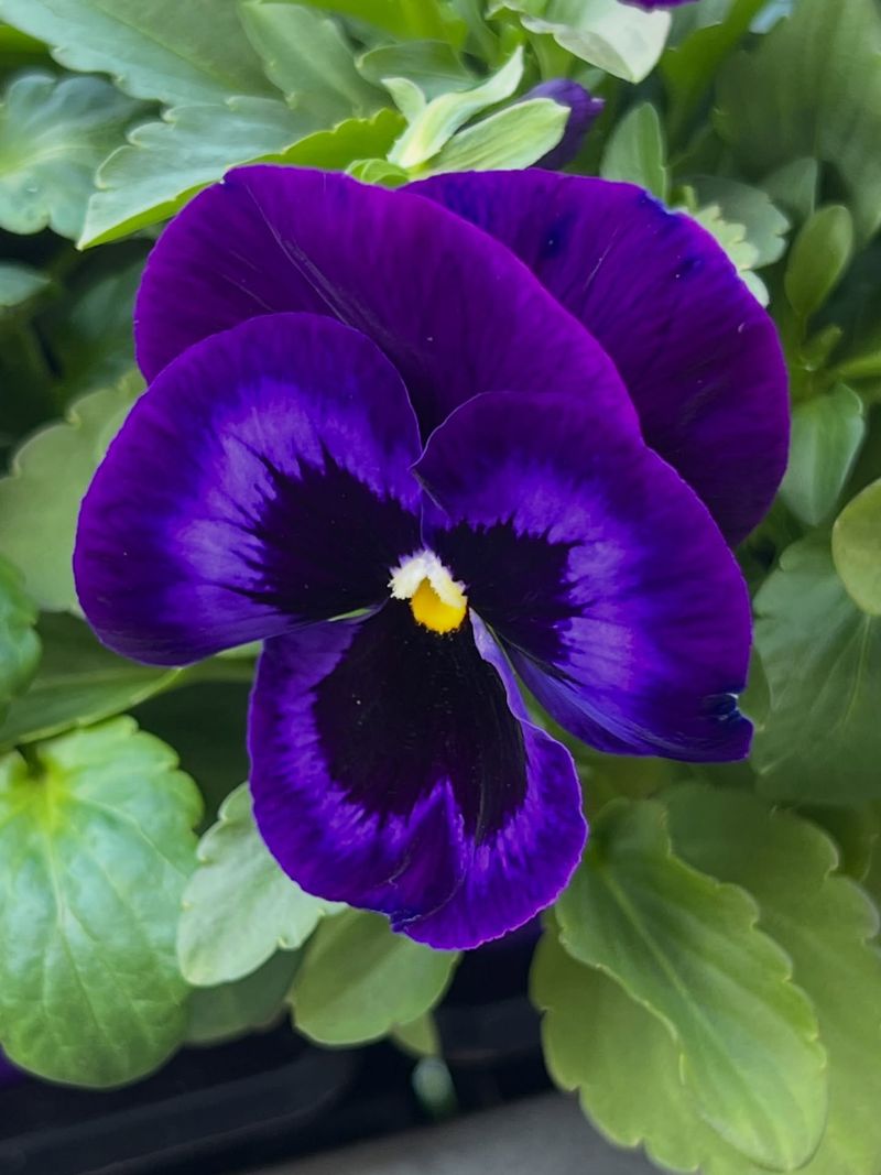 Pansies