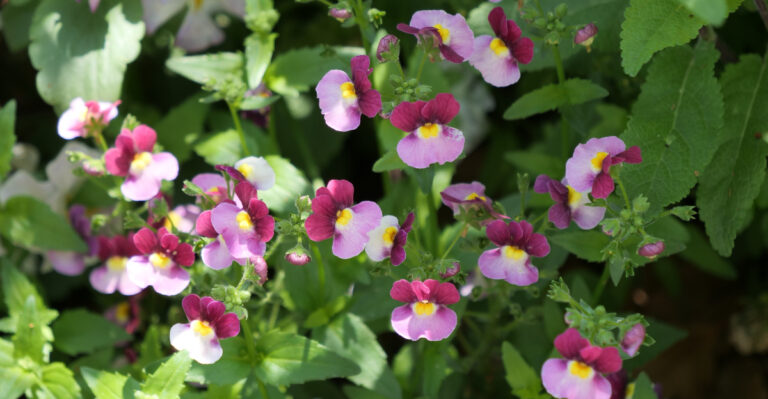 nemesia