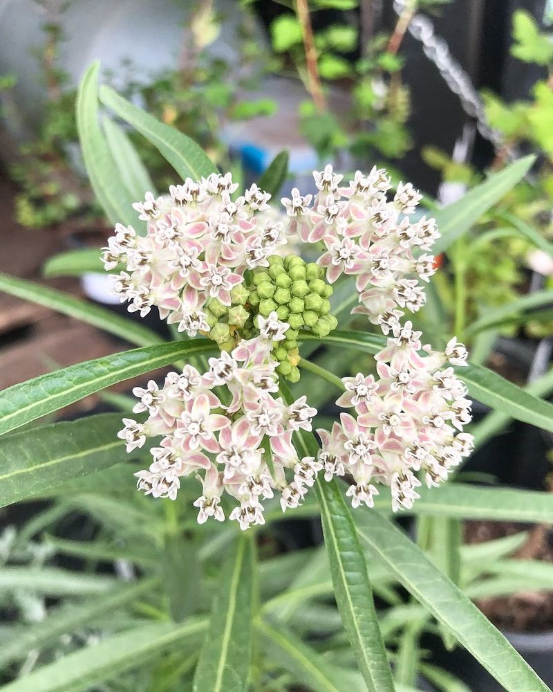 Narrowleaf Milkweed