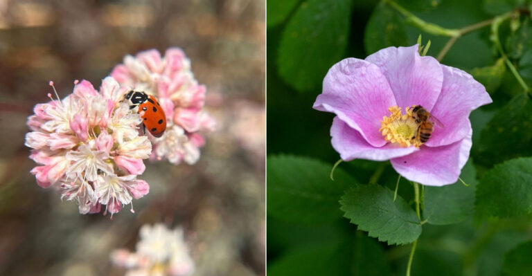 The 11 Wildlife-Friendly Plants California Gardeners Should Add Before June