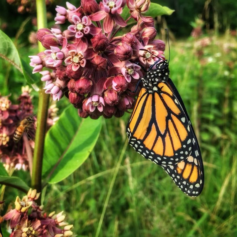 Milkweed 