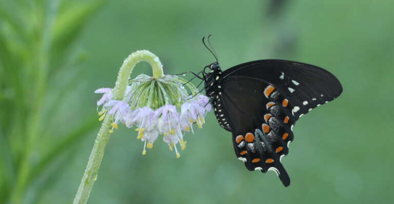 The 7 Best Flowers To Help Oregon Butterflies Lay Eggs Safely
