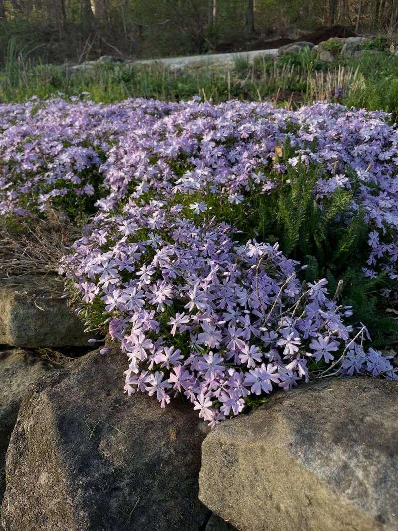 Creeping Phlox (Phlox Subulata)