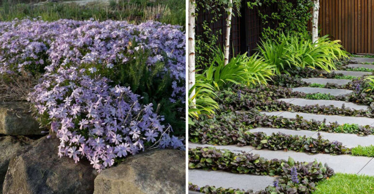 creeping phlox and bugleweed