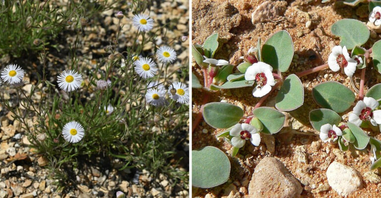 The 7 Best Native Groundcovers To Plant In Arizona Gardens