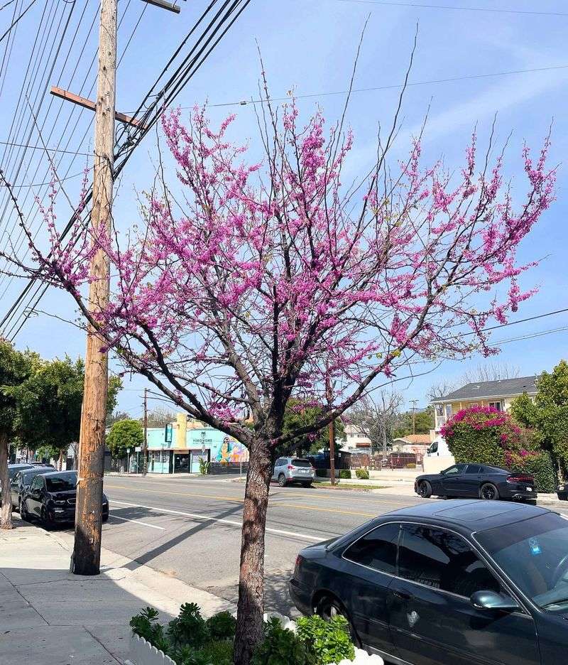 Western Redbud