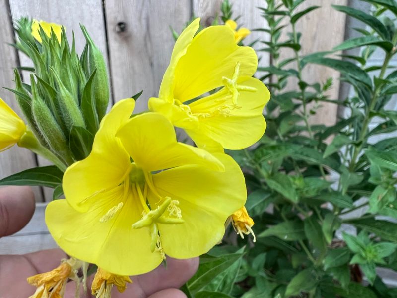 Tall Evening Primrose