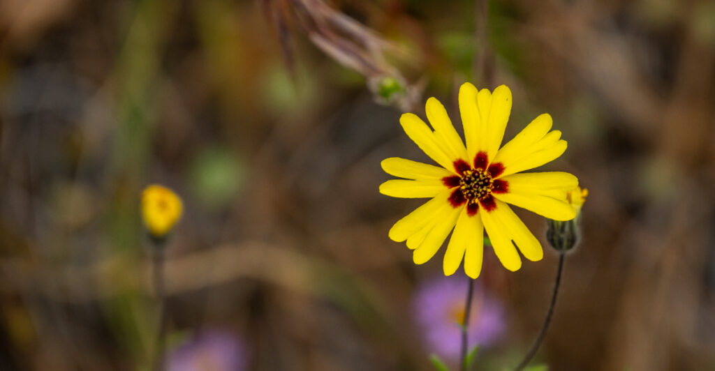 The 7 Native Oregon Plants That Help Night Pollinators Thrive