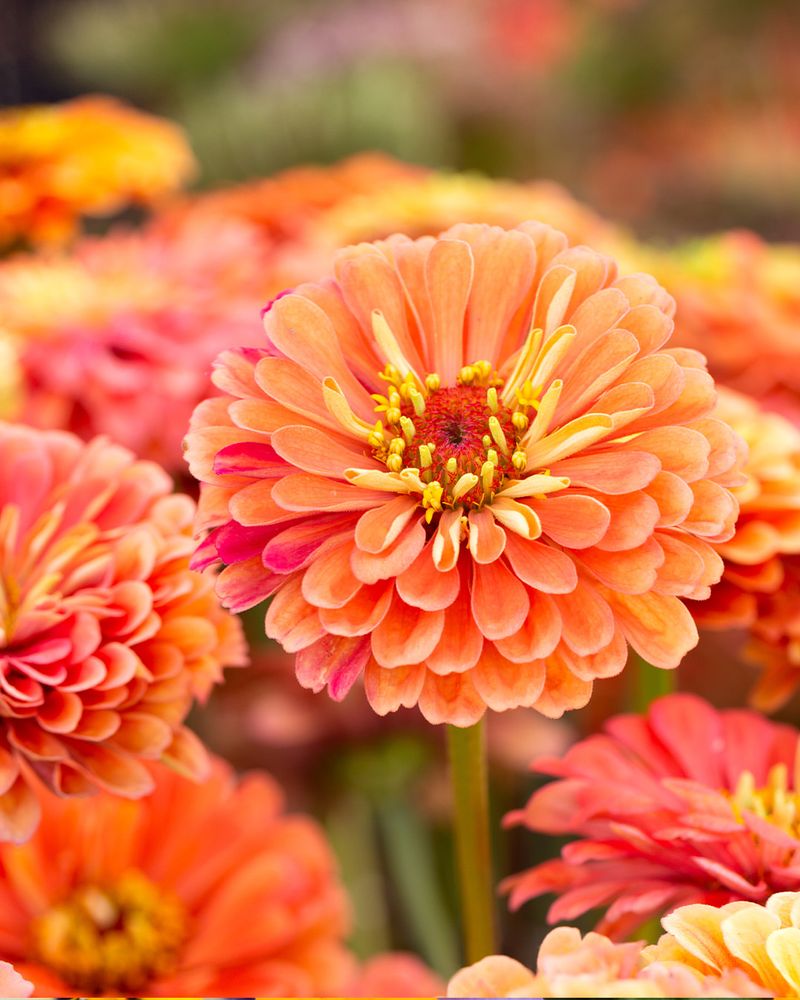 Zinnias