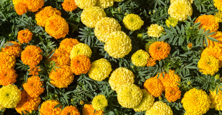 The 7 Oregon Flower Seeds You Can Still Sow Before May Takes Off