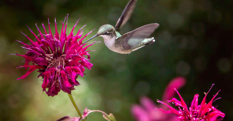 bee balm and hummingbird