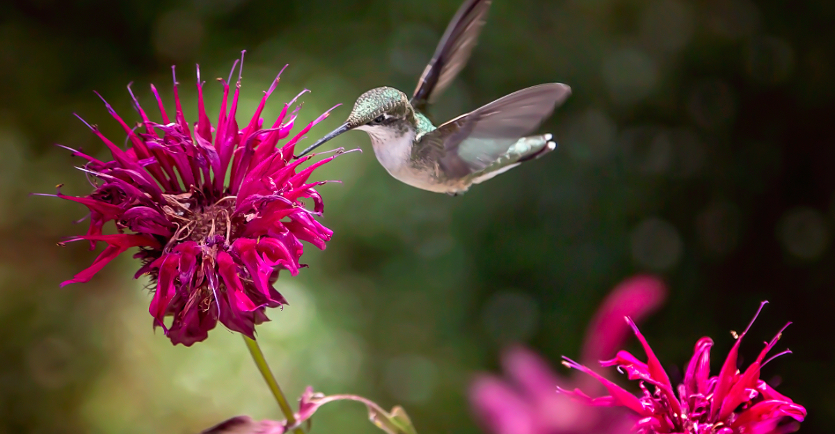 bee balm and hummingbird