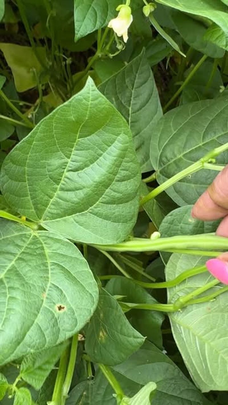 Bush Beans (Phaseolus vulgaris)