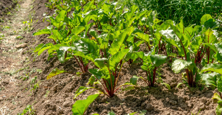 beets growing
