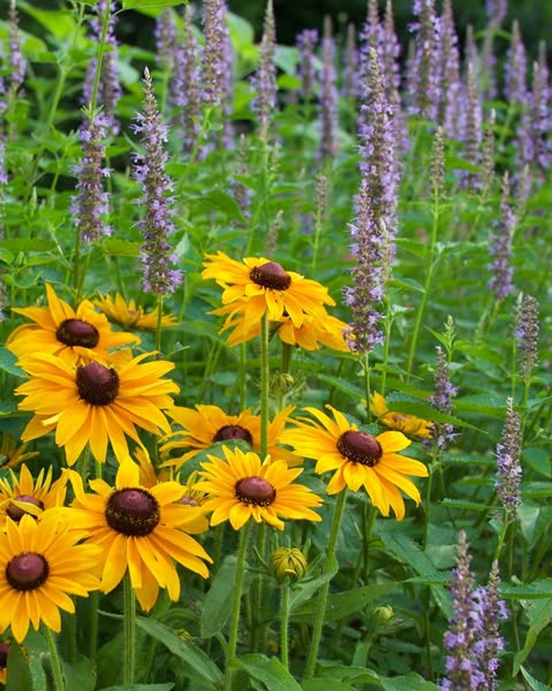Purple And Yellow
