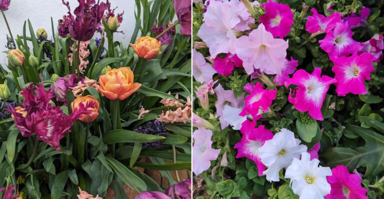 The 8 Best Flower Color Pairings For Oregon Garden Beds