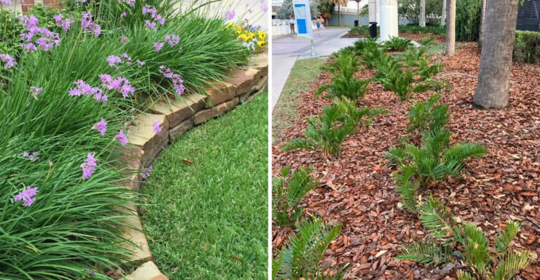 society garlic and coontie