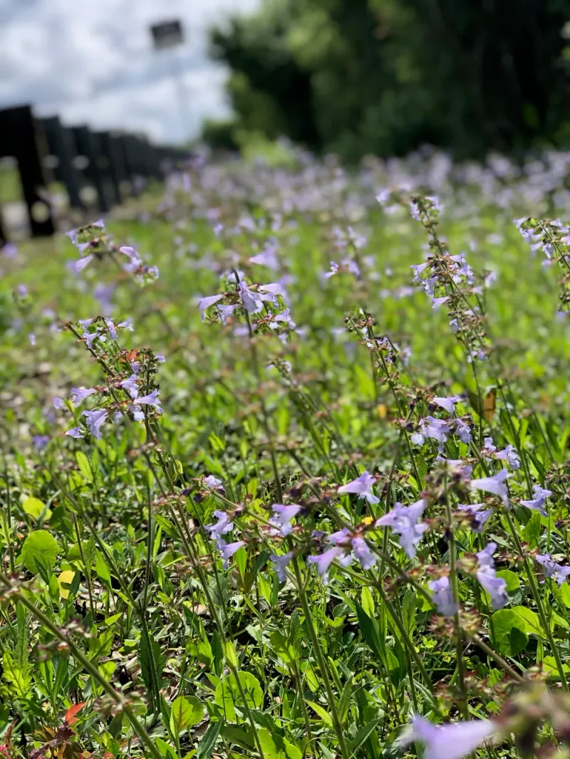 Lyreleaf Sage Brings Color Without Losing Control