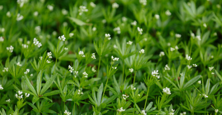 The 8 Best Oregon-Friendly Groundcovers For Yards That Refuse To Grow Grass
