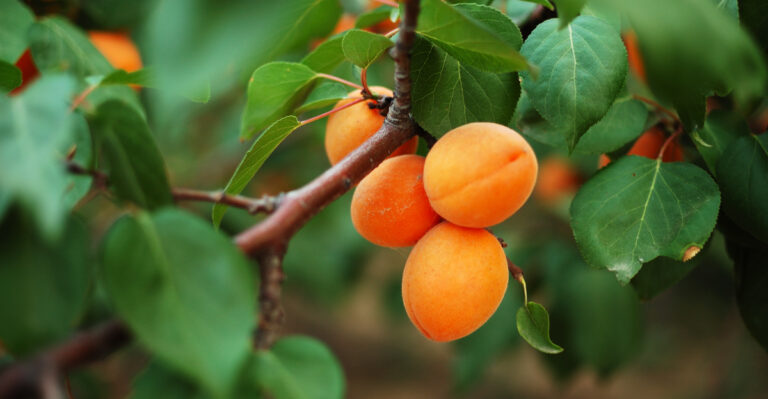 apricot tree