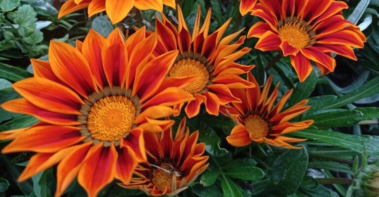 The 8 Oregon Flowers That Grow Better Once The Soil Warms Up