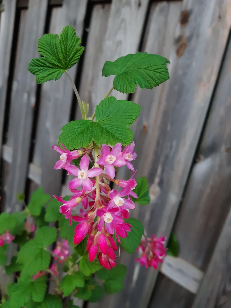 Red Flowering Currant