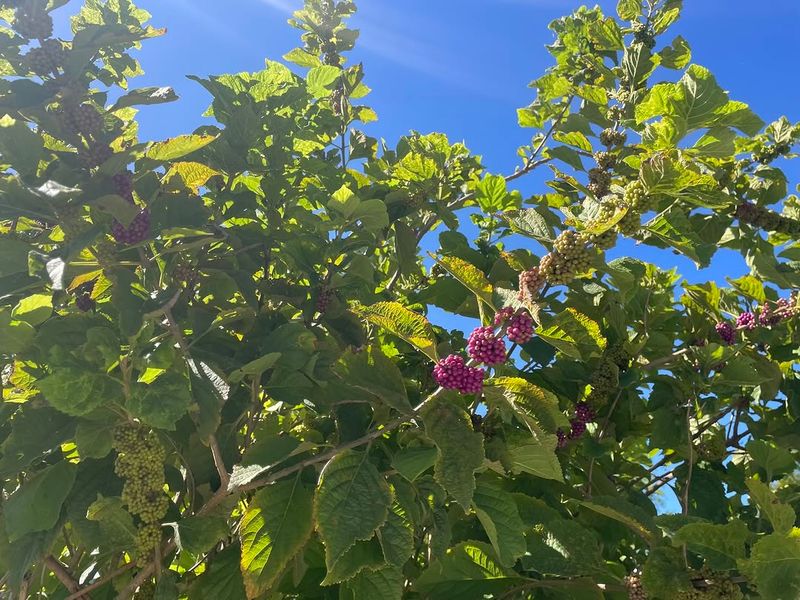 American Beautyberry Contains Compounds That Help Deter Ticks