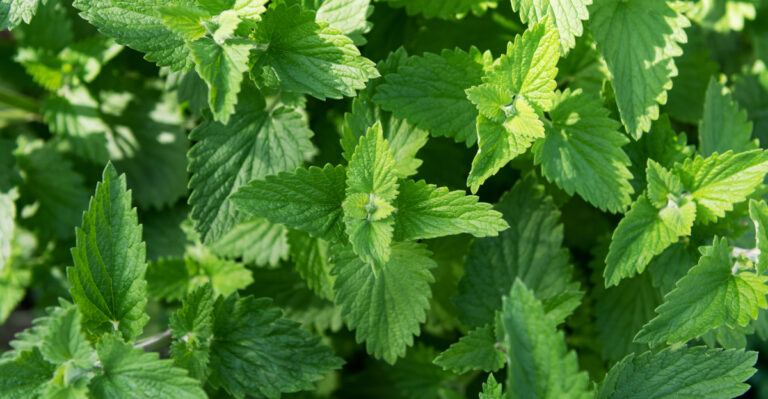 plants (featured image)