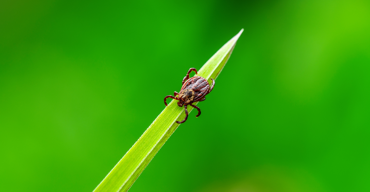 tick on a grass blade