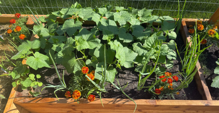 marigolds, cucumbers, and onions