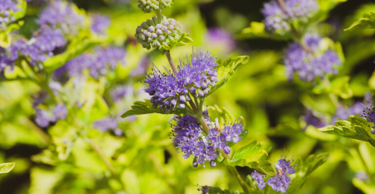 The 8 Plants Oregon Gardeners Cut Back Hard In Spring For Bigger Blooms Later