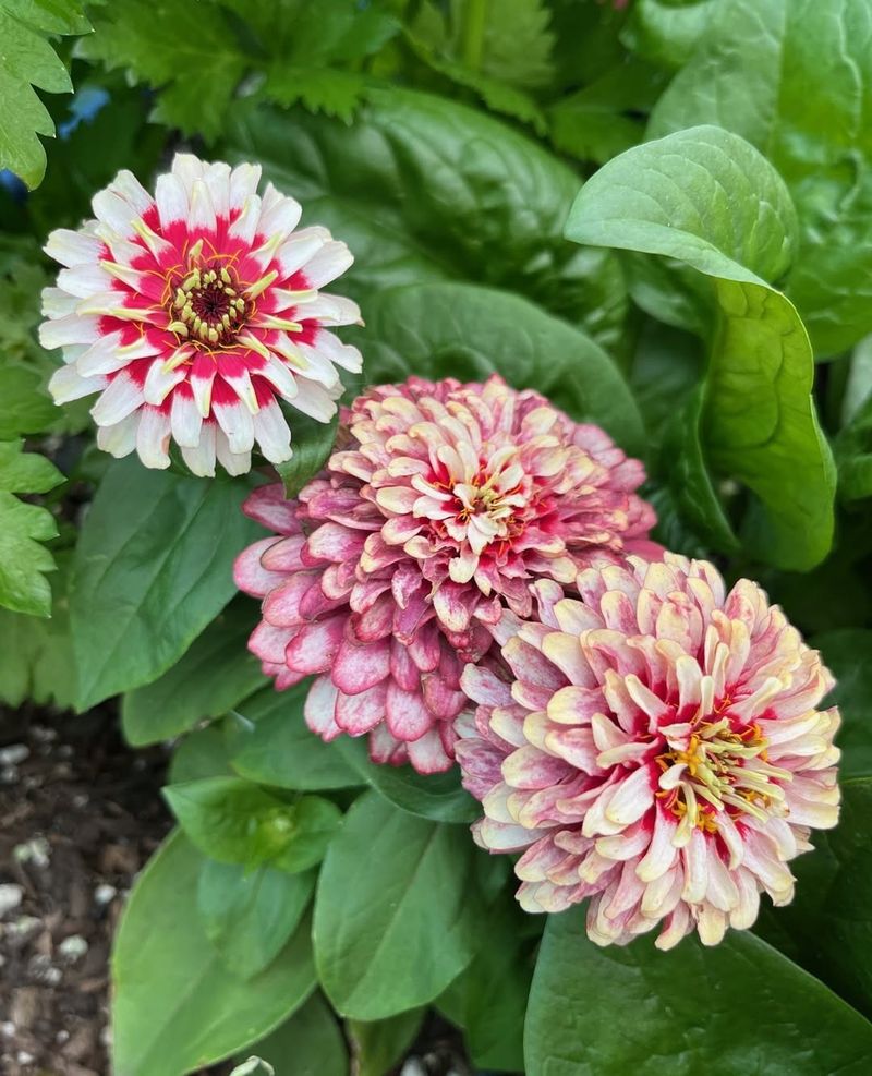 Zinnia