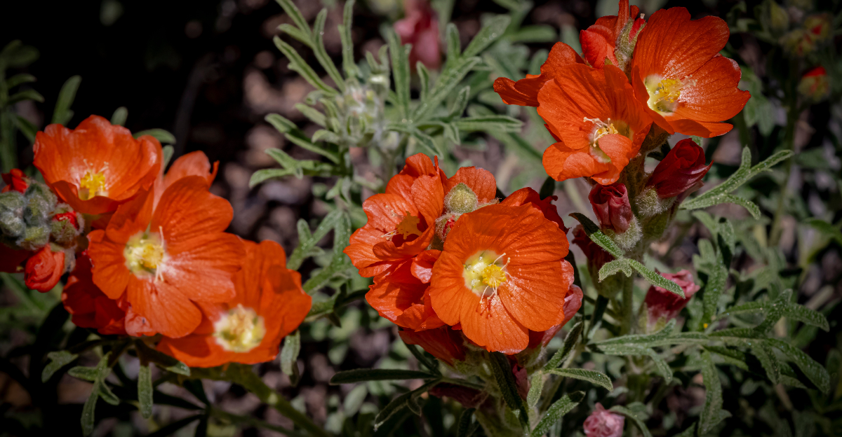 globe mallow