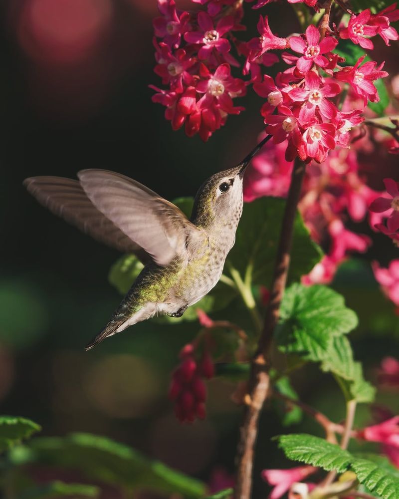Red-Flowering Currant