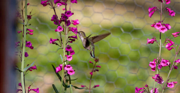 hummingbird on penstemon