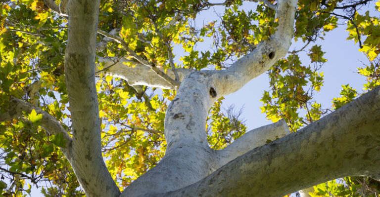 The 9 Best Shade Trees For California Backyards