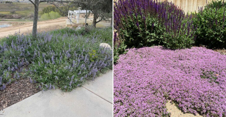 The 9 Plants To Use Instead Of Mulch For A Better-Looking California Yard