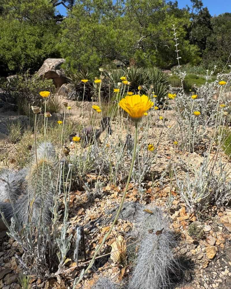 Desert Marigold Thrives In Harsh, Dry Conditions