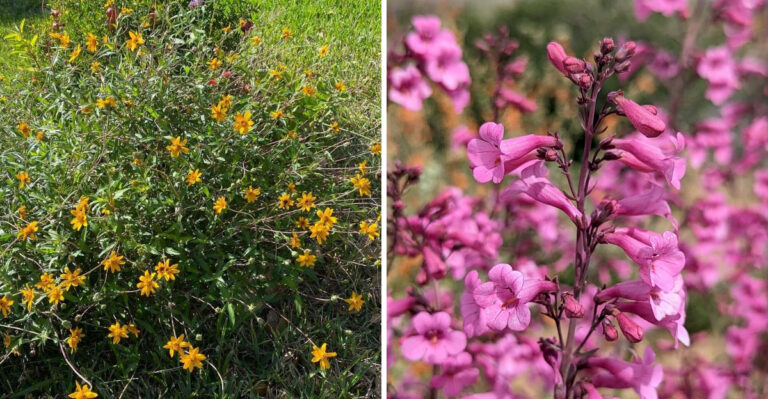 The 9 Drought-Resistant Flowers That Handle Arizona Heat