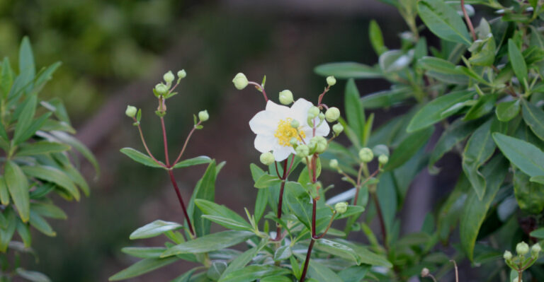 The 9 Most Beautiful California Native Plants Most Gardeners Still Ignore