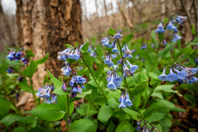 virginia bluebells