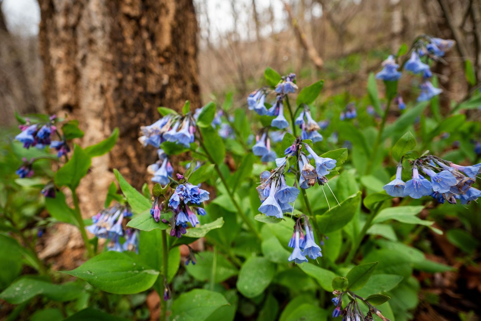 virginia bluebells