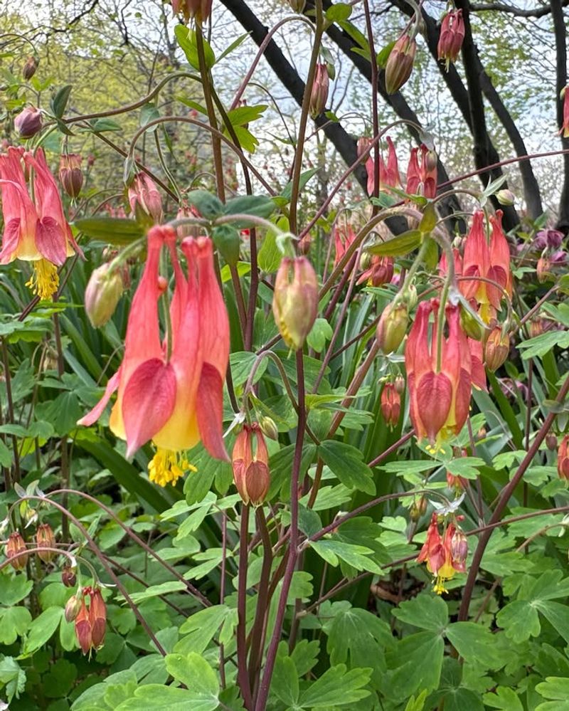 Eastern Columbine