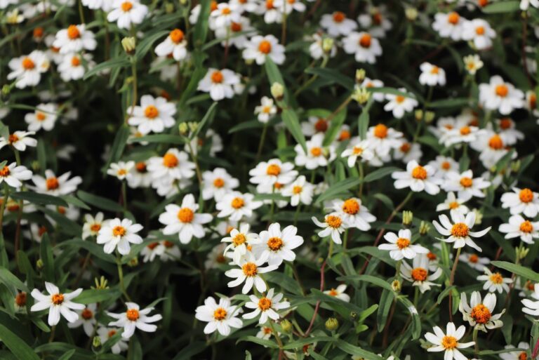 blackfoot daisy