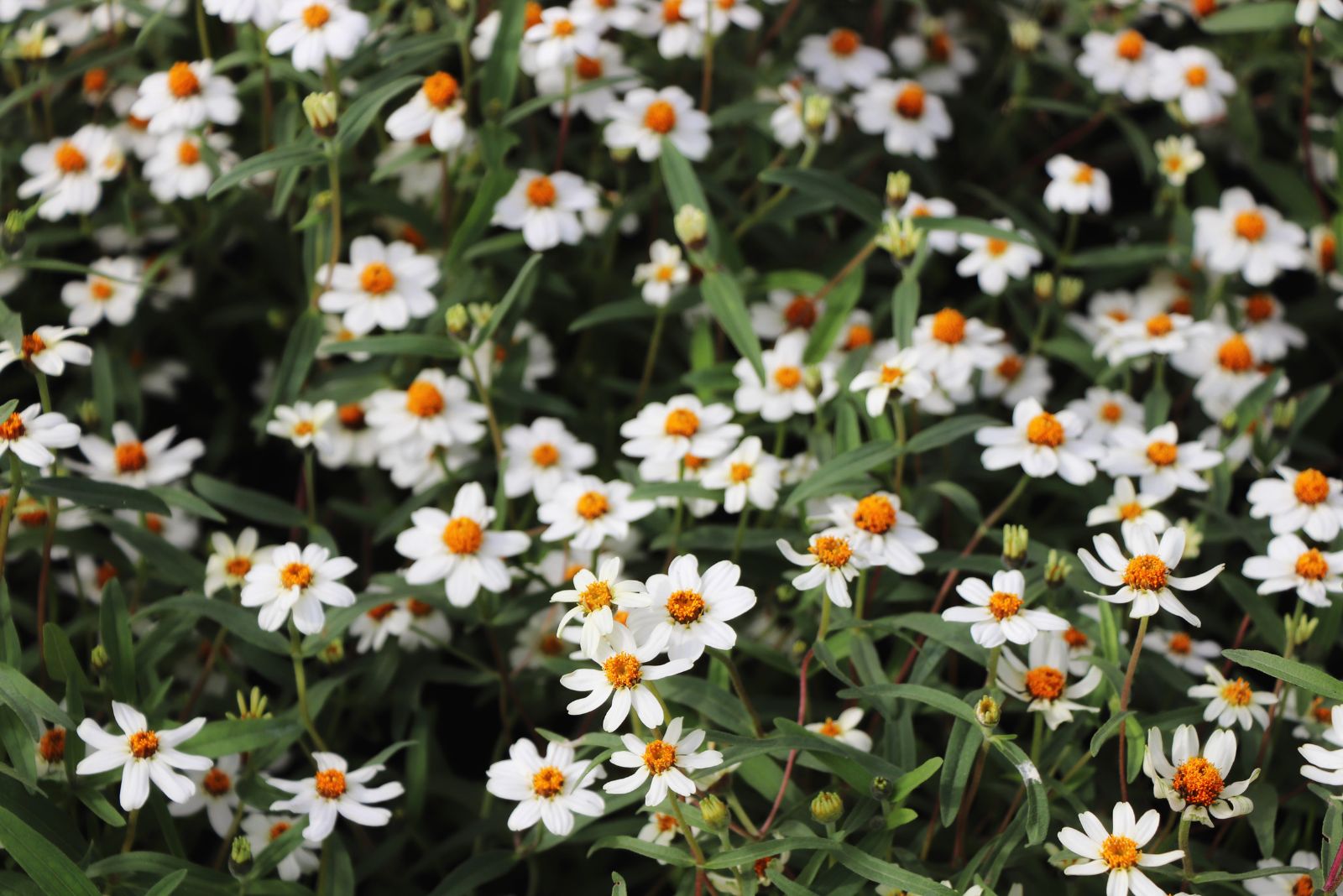 blackfoot daisy