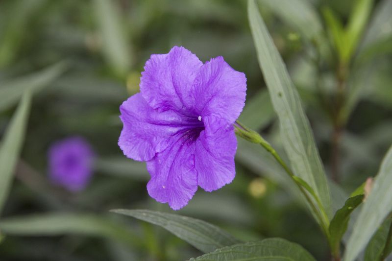 Mexican Petunia Spreads Fast And Crowds Out Beds